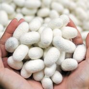 پیله ابریشم